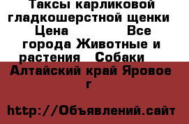 Таксы карликовой гладкошерстной щенки › Цена ­ 20 000 - Все города Животные и растения » Собаки   . Алтайский край,Яровое г.